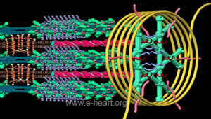 Sarcomere3d